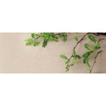 Caesarstone Dreamy Marfil   Caesarstone